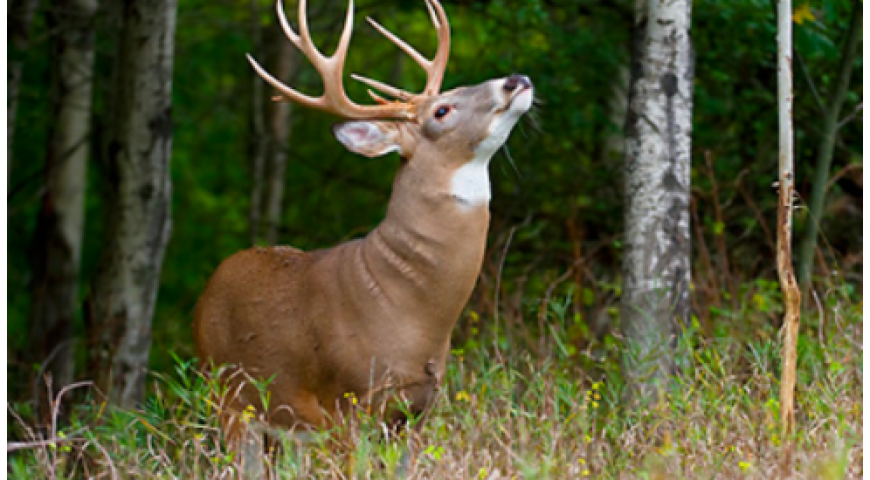 deerplanmeme
